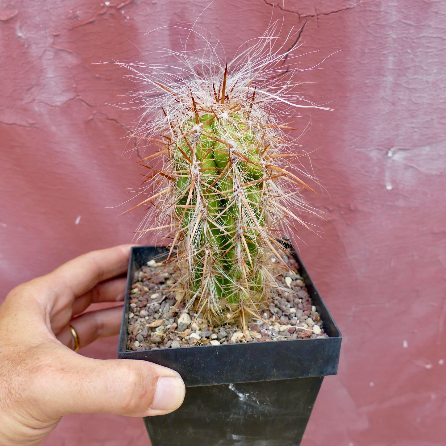 Oreocereus celsianus VERY LONG HAIRS