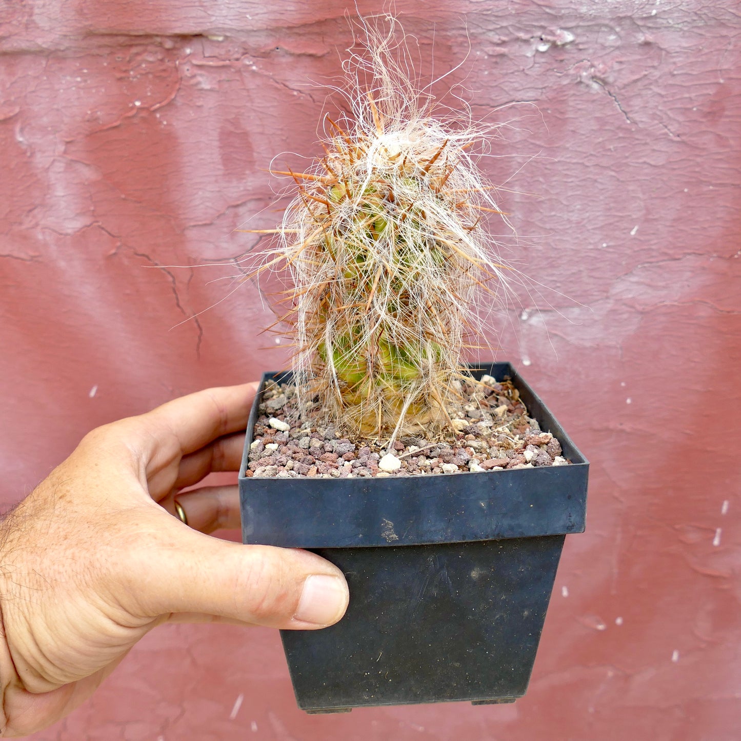 Oreocereus celsianus STRONG SPINES