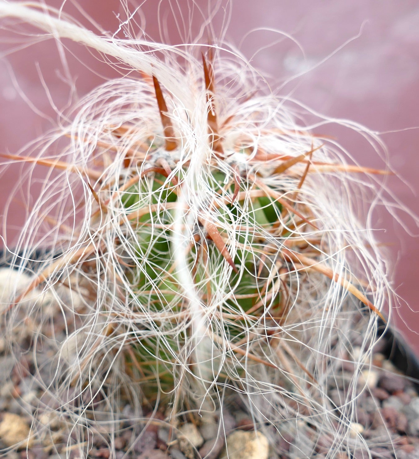 Oreocereus celsianus STRONG SPINES