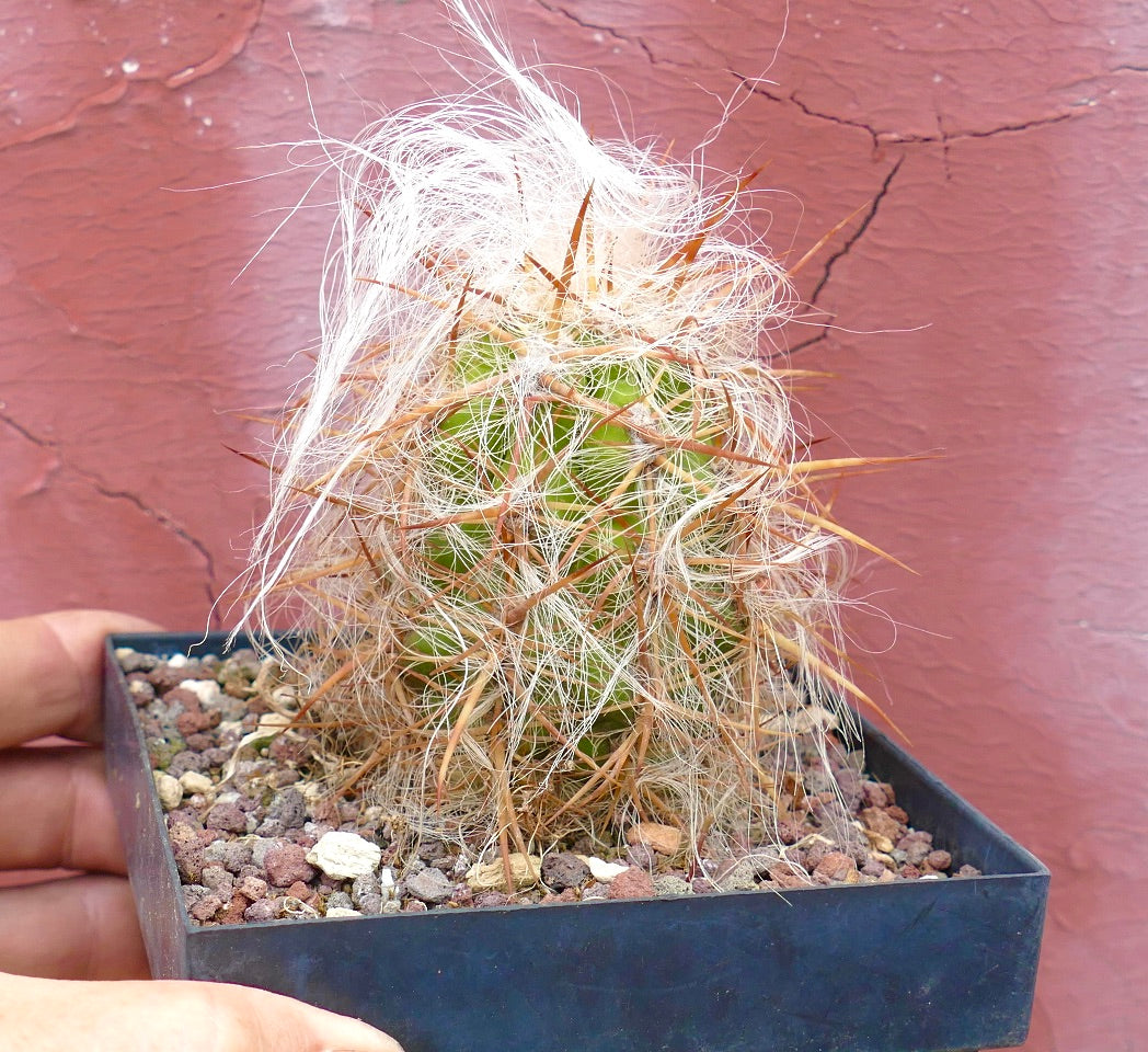 Oreocereus celsianus STRONG SPINES