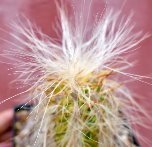 Oreocereus celsianus SUPER HAIRS