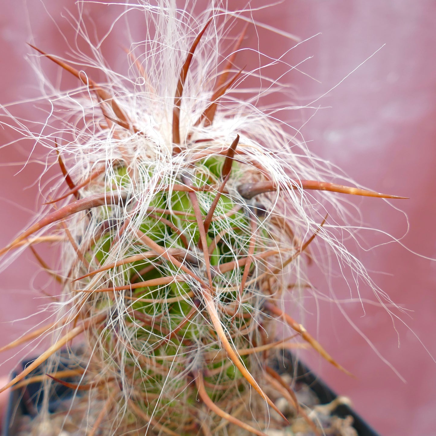 Oreocereus celsianus STRONG BROWN SPINES