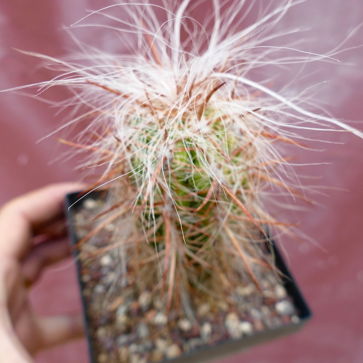 Oreocereus celsianus VERY LONG HAIRS