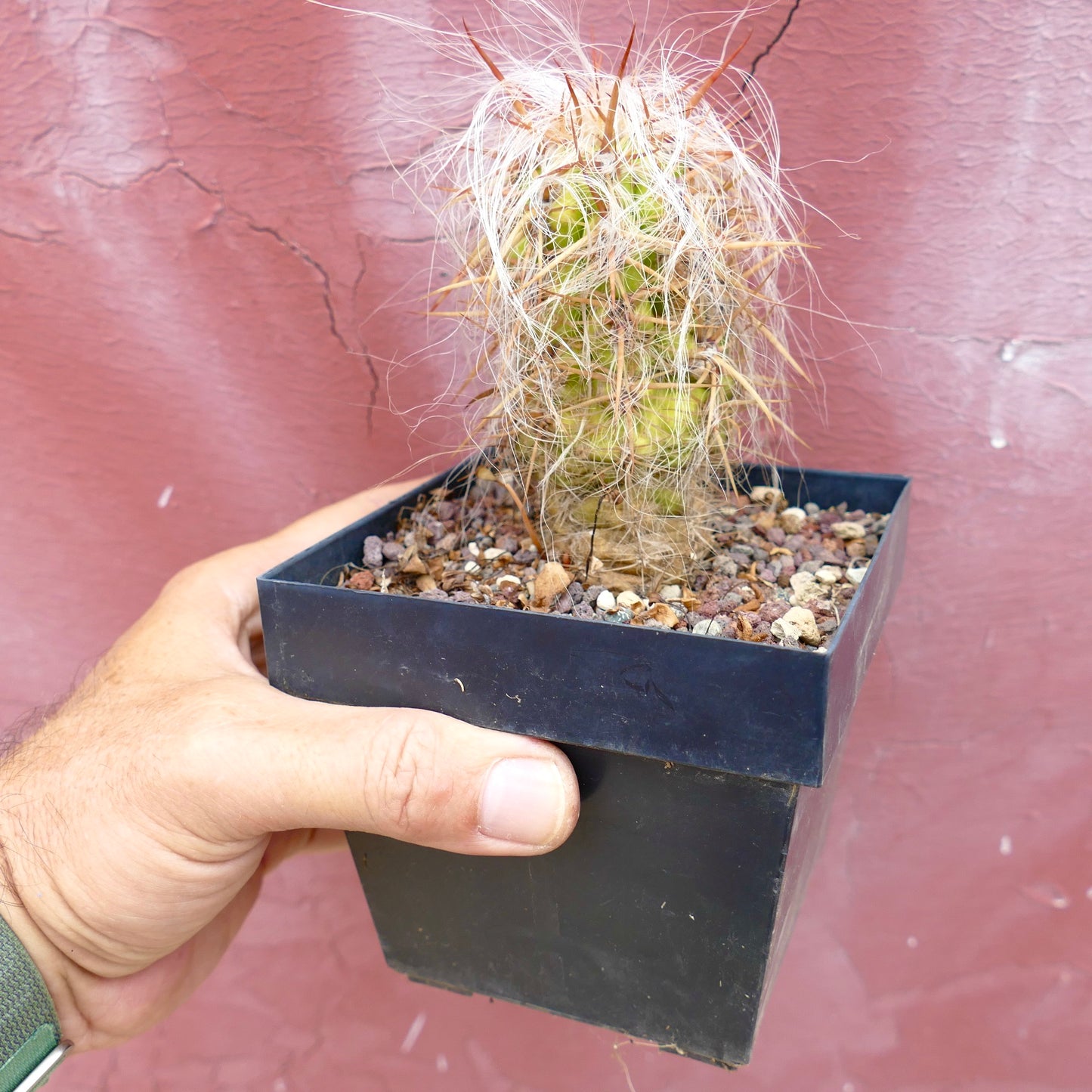 Oreocereus celsianus STRONG SPINES