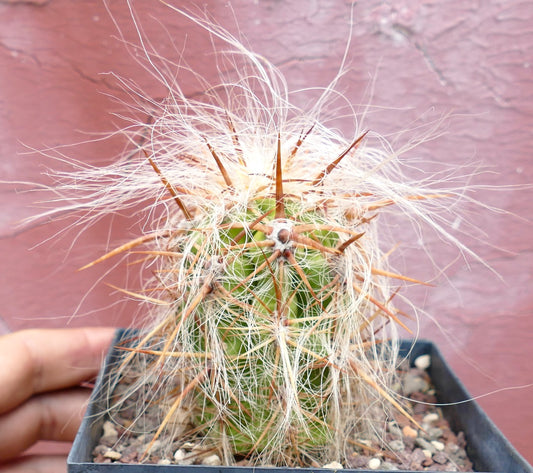 Oreocereus celsianus var. boliviensis