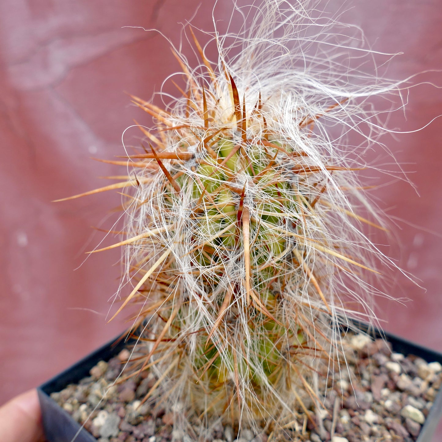 Oreocereus celsianus STRONG SPINES