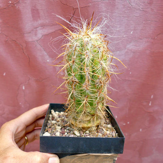 Oreocereus celsianus var. celsianus