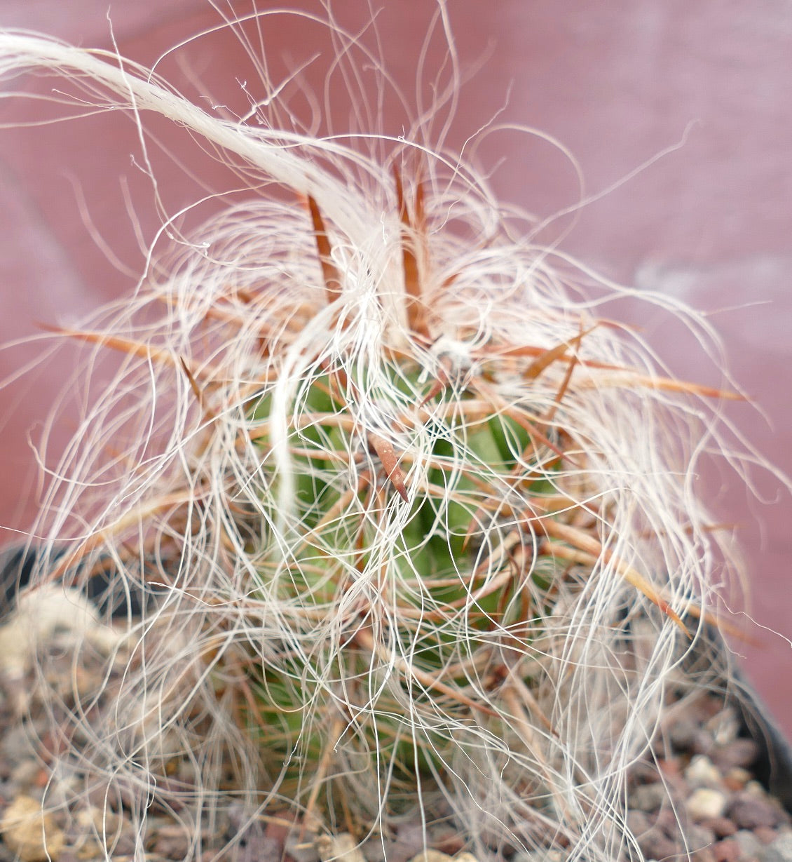 Oreocereus celsianus STRONG SPINES