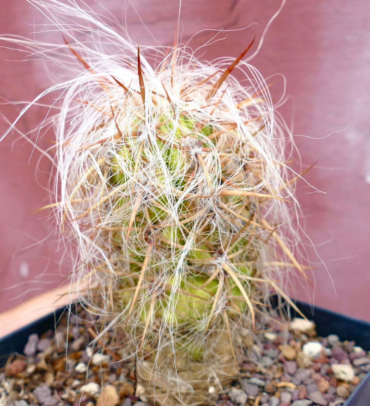 Oreocereus celsianus STRONG SPINES