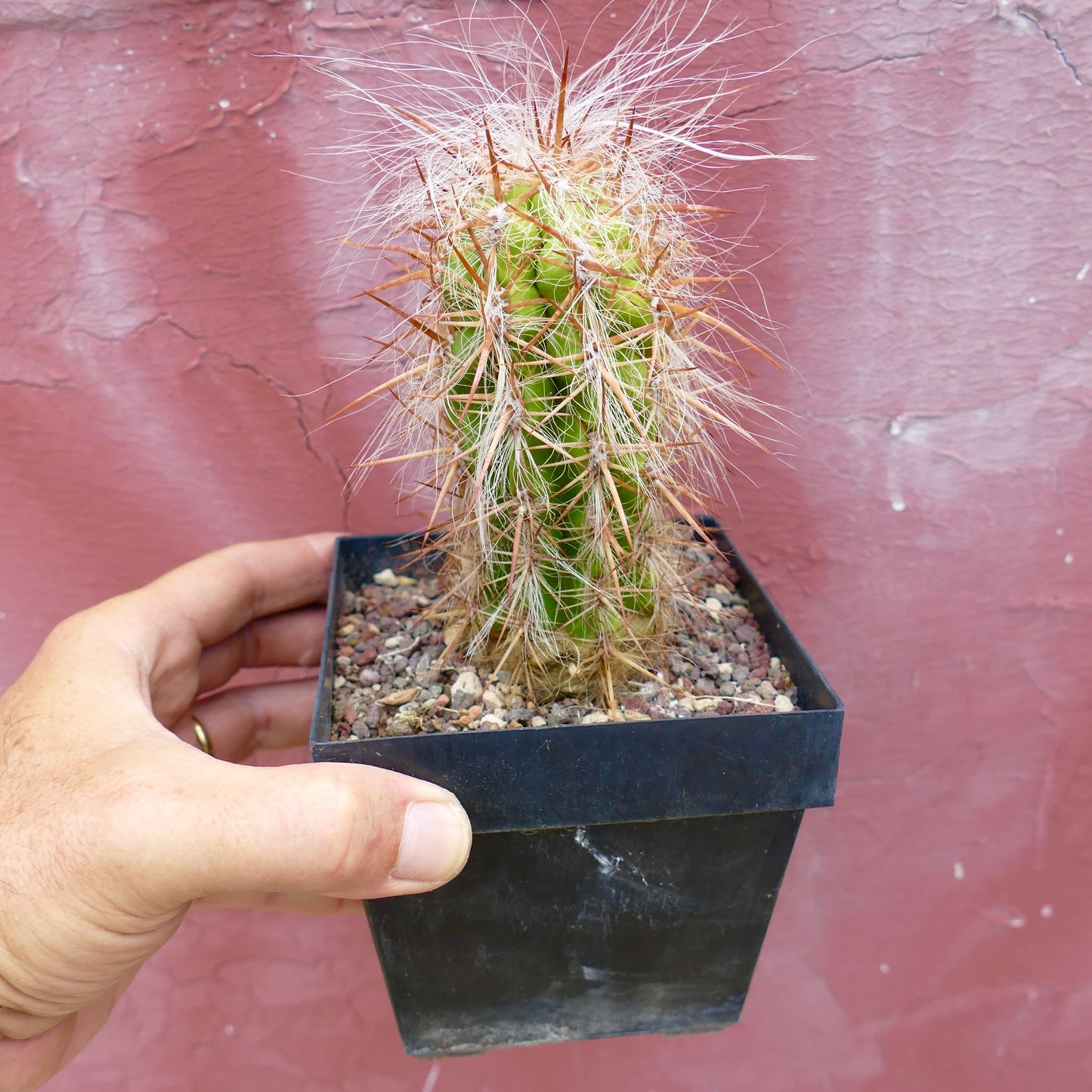 Oreocereus celsianus VERY LONG HAIRS