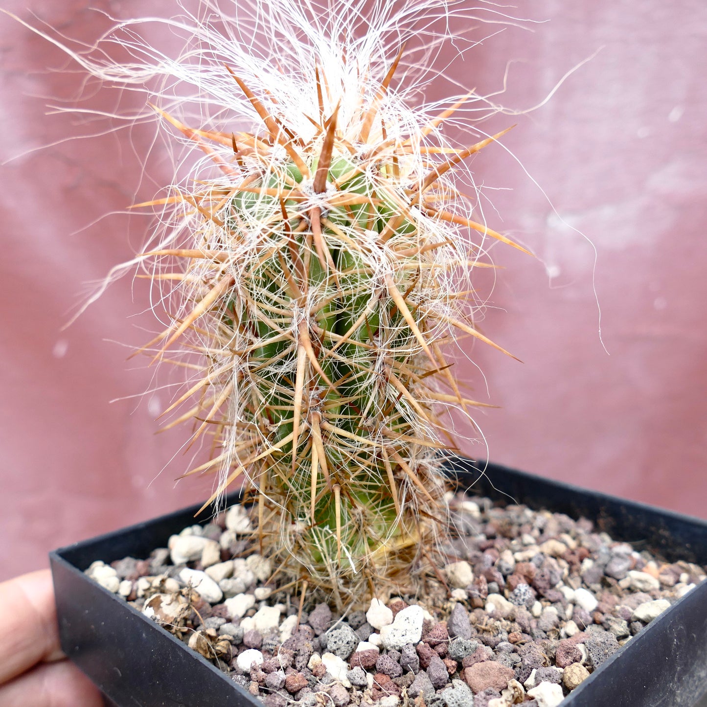 Oreocereus celsianus STRONG SPINES