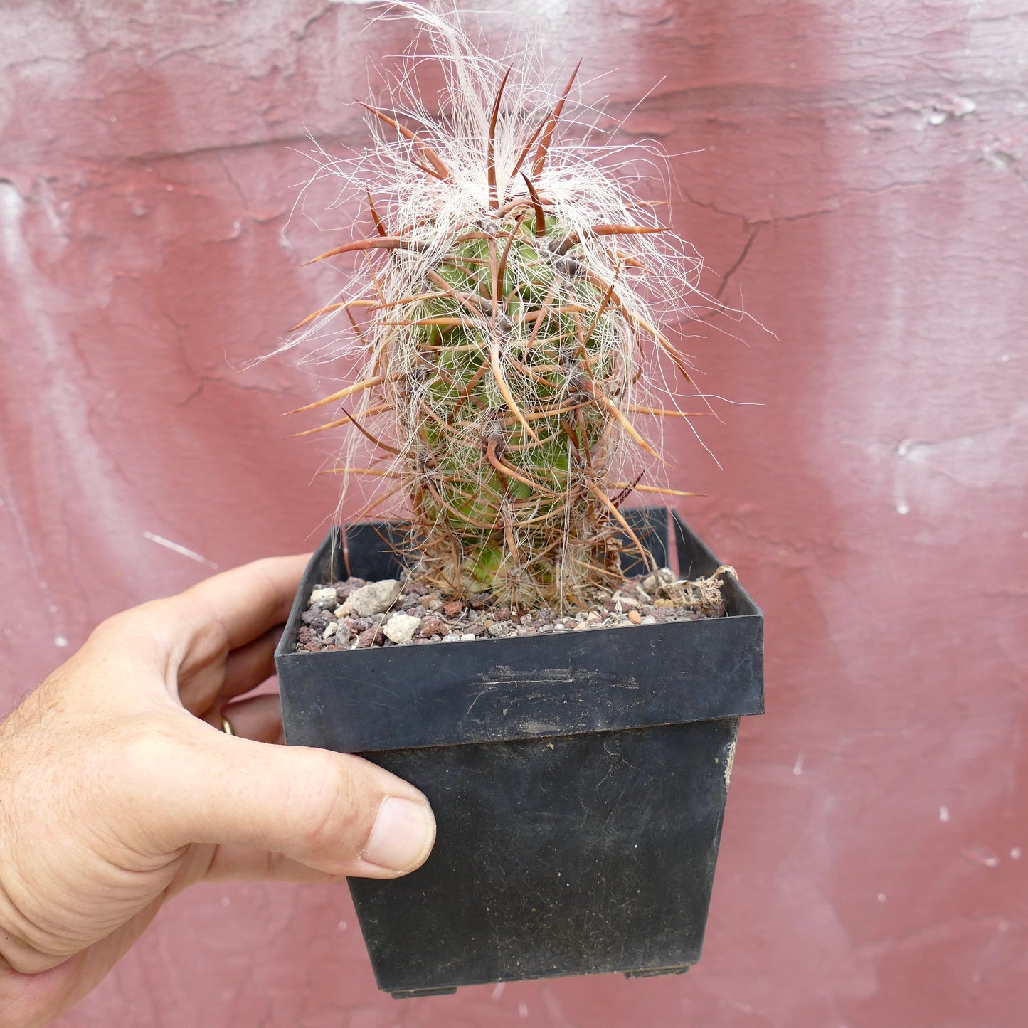 Oreocereus celsianus STRONG BROWN SPINES