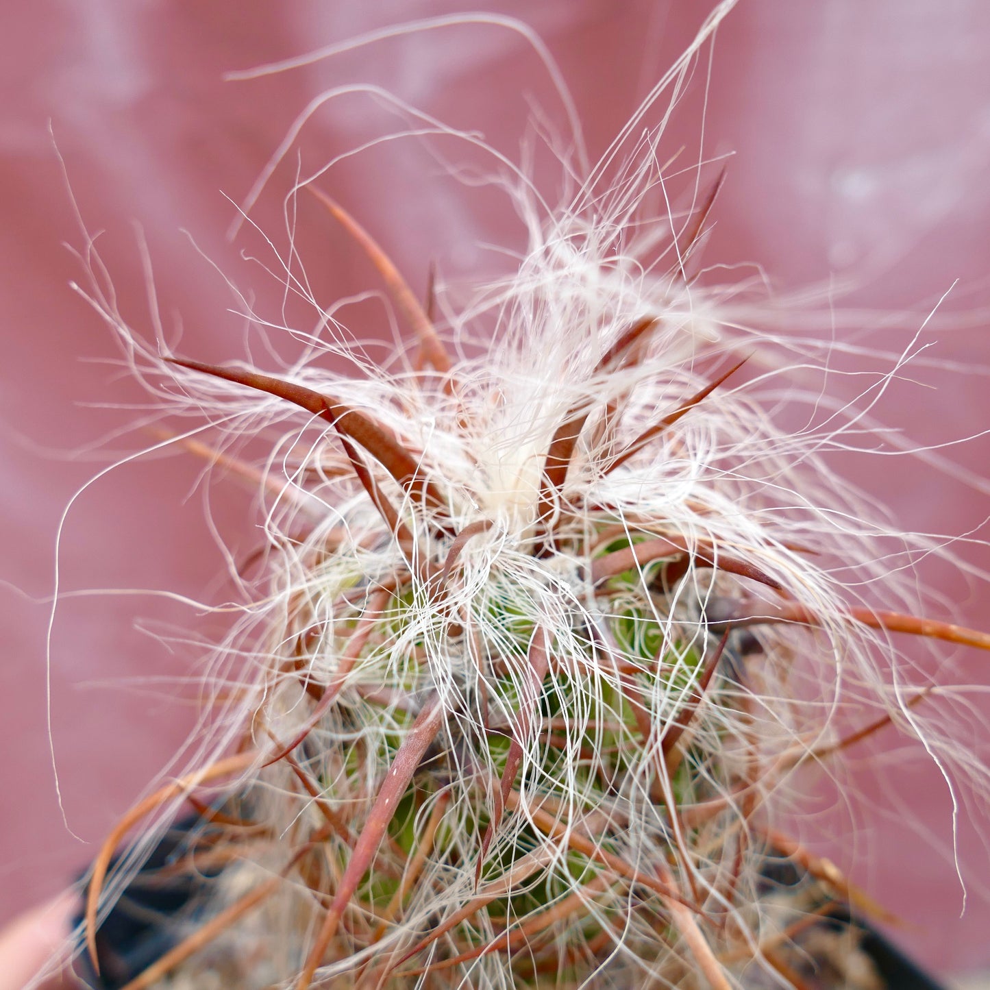 Oreocereus celsianus STRONG BROWN SPINES