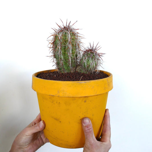 Oreocereus celsianus rare cactus with dense white hair and reddish spines in yellow pot
