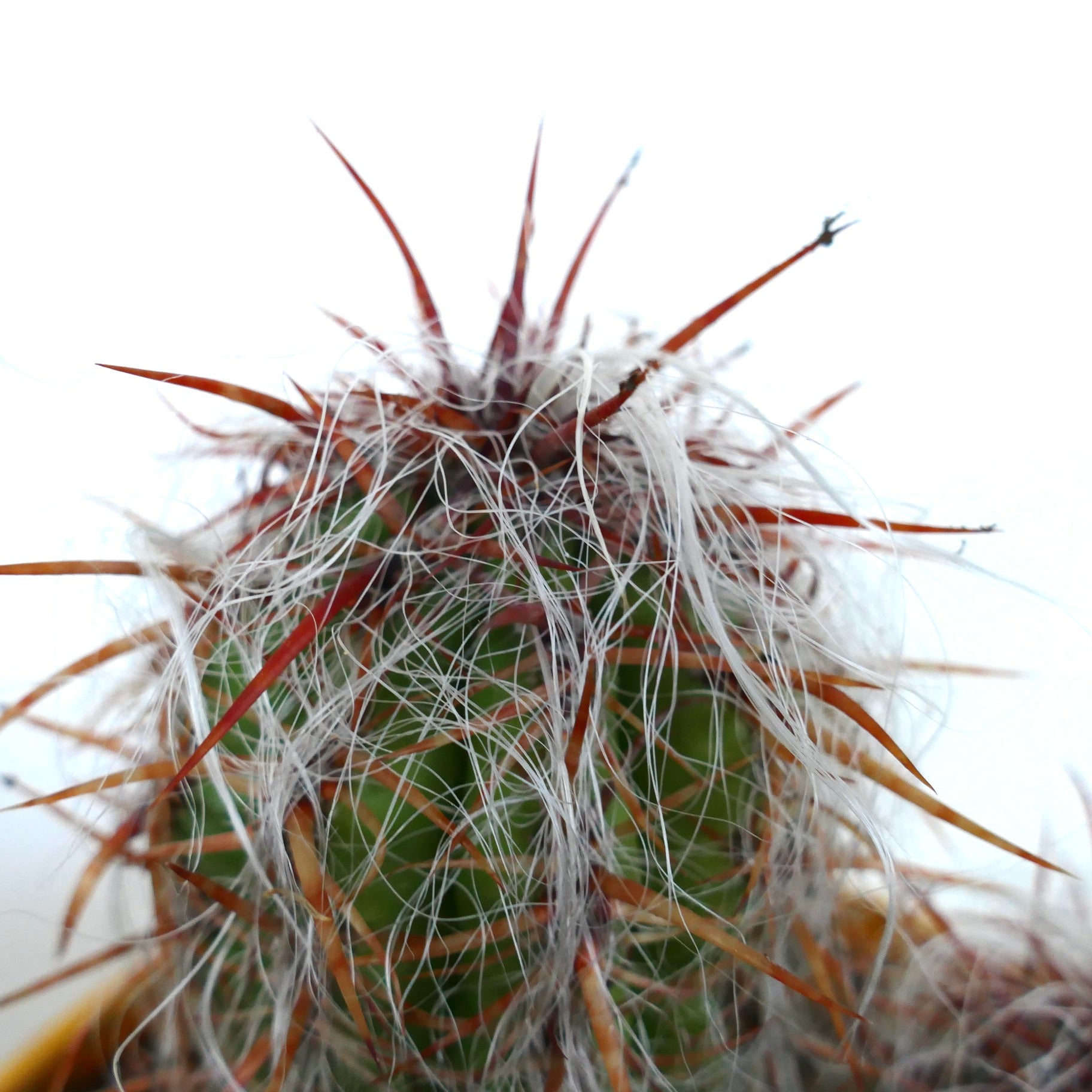 Oreocereus celsianus succulent cactus with dense white hairs and long reddish spines close-up