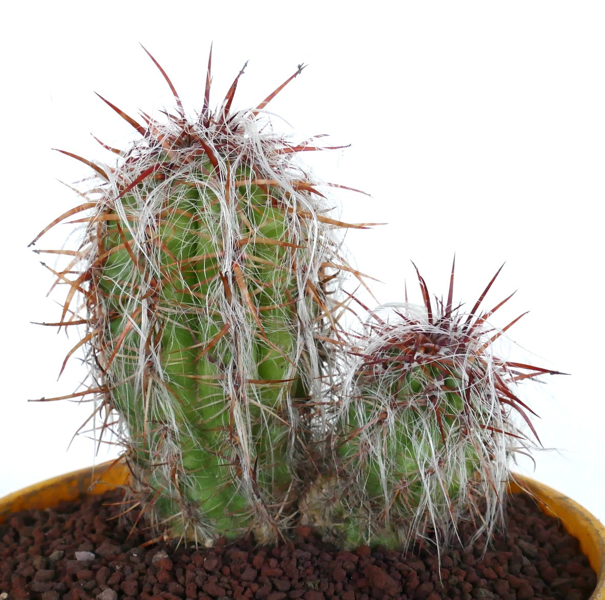 Oreocereus celsianus succulent cactus with dense white hairs and long reddish spines in pot