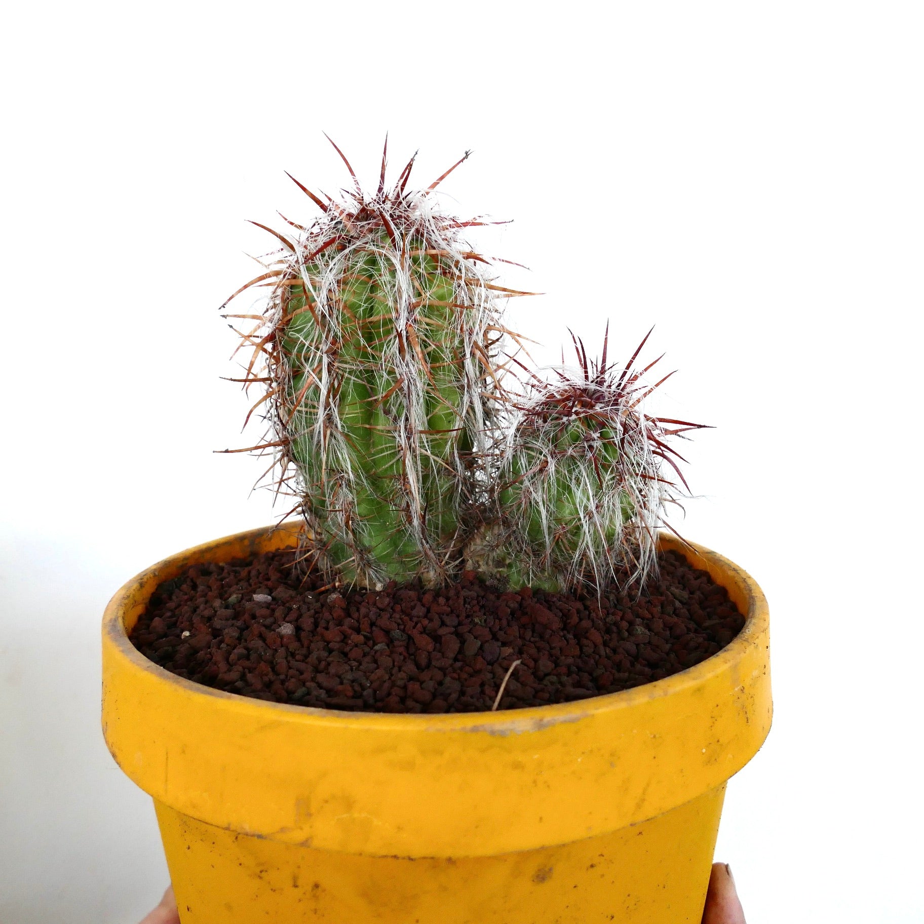 Oreocereus celsianus succulent cactus with dense white wool and long reddish spines in yellow pot