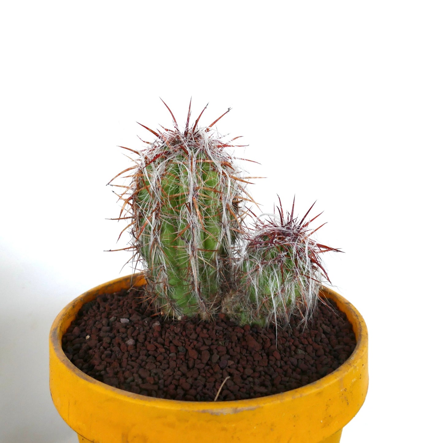 Oreocereus celsianus succulent cactus with dense white hairs and long reddish spines in yellow pot