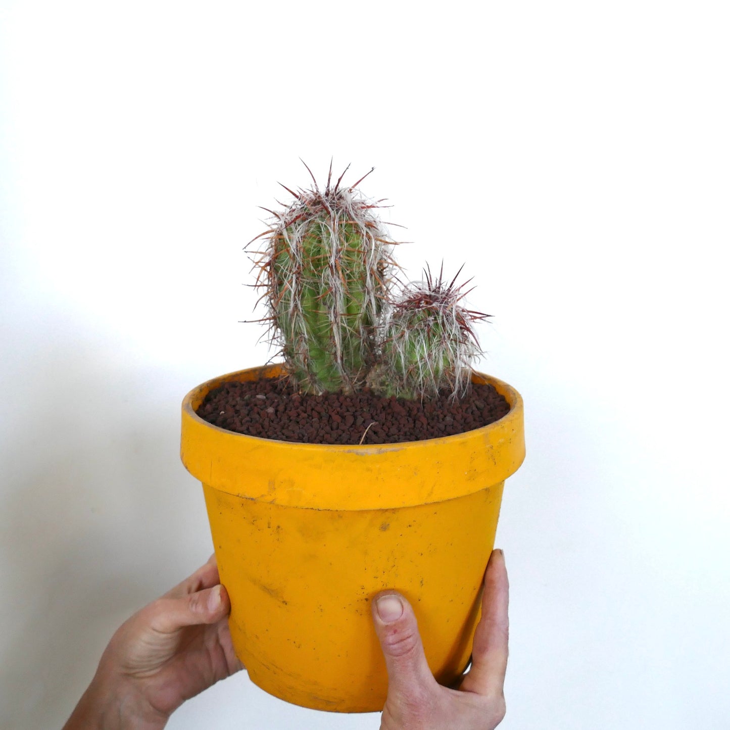 Oreocereus celsianus succulent cactus with dense white hairs and long reddish spines in yellow pot
