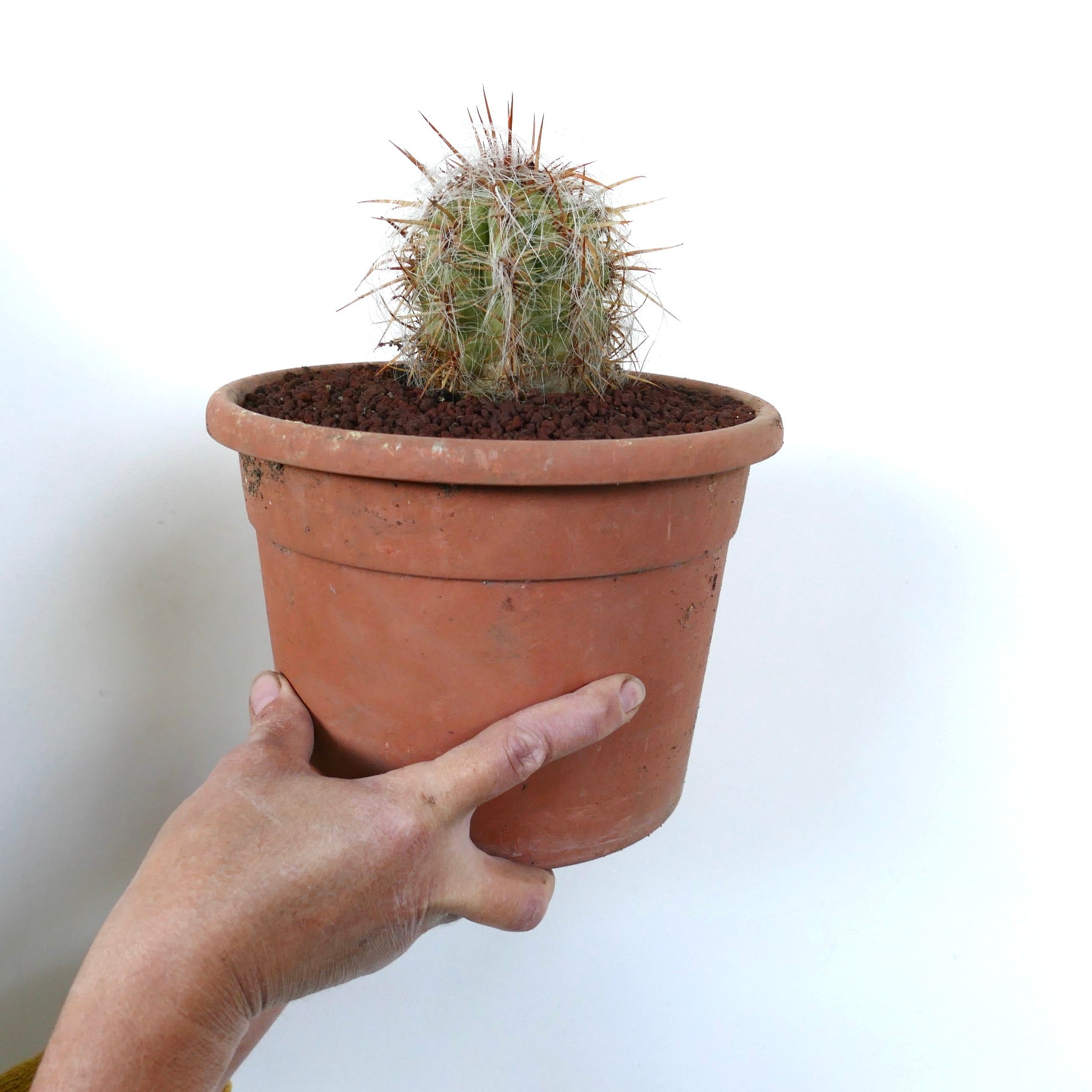 Oreocereus celsianus small cactus with dense white hairs and long reddish spines in terracotta pot