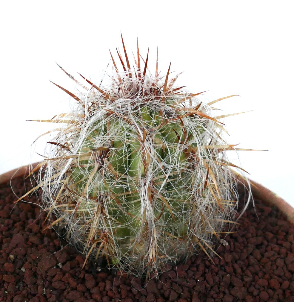 Oreocereus celsianus small cactus with dense white hairs and long reddish spines in pot