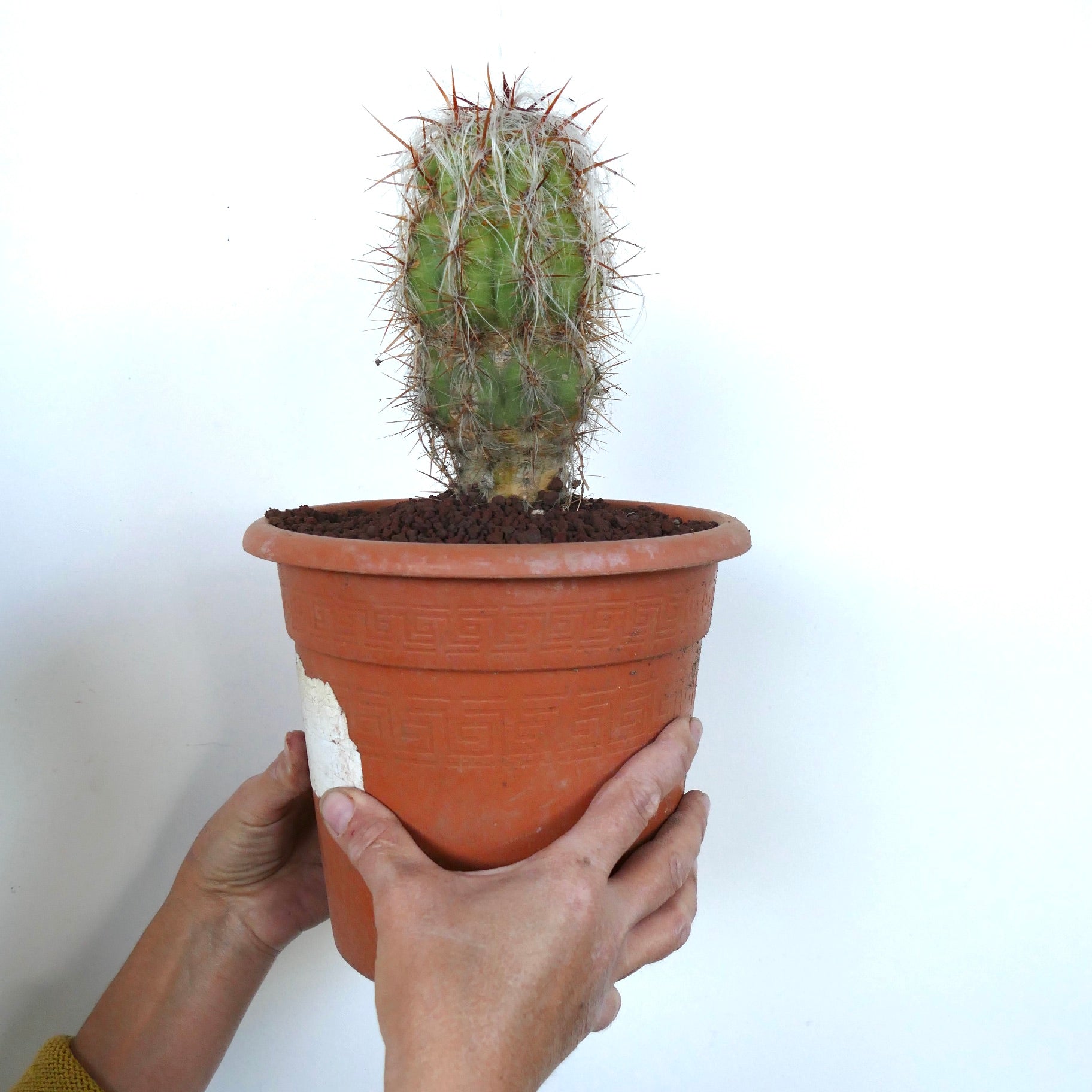 Oreocereus celsianus cactus with dense white wool and long reddish spines in terracotta pot