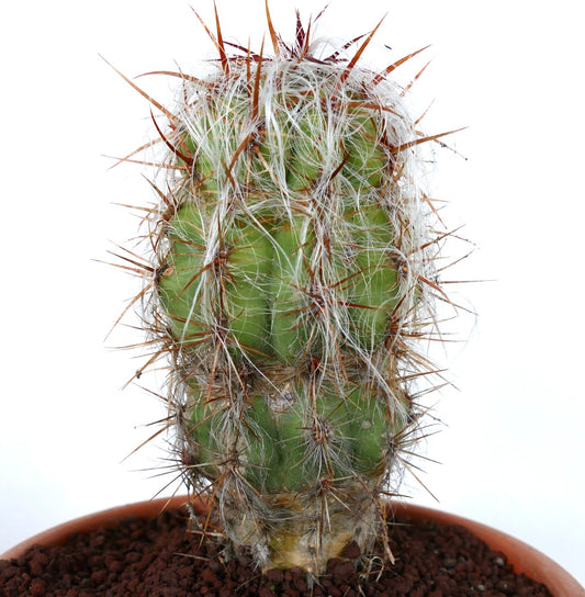 Oreocereus celsianus succulent cactus with dense white hair and long brown spines specimen