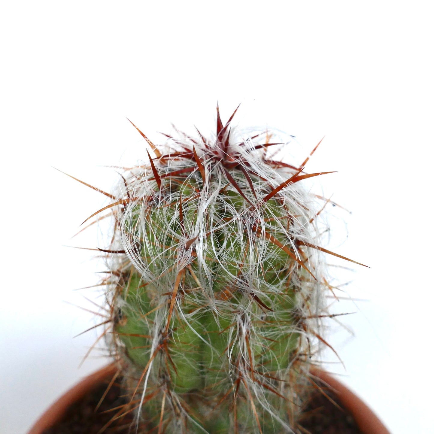 Oreocereus celsianus succulent cactus with dense white hairs and long reddish spines