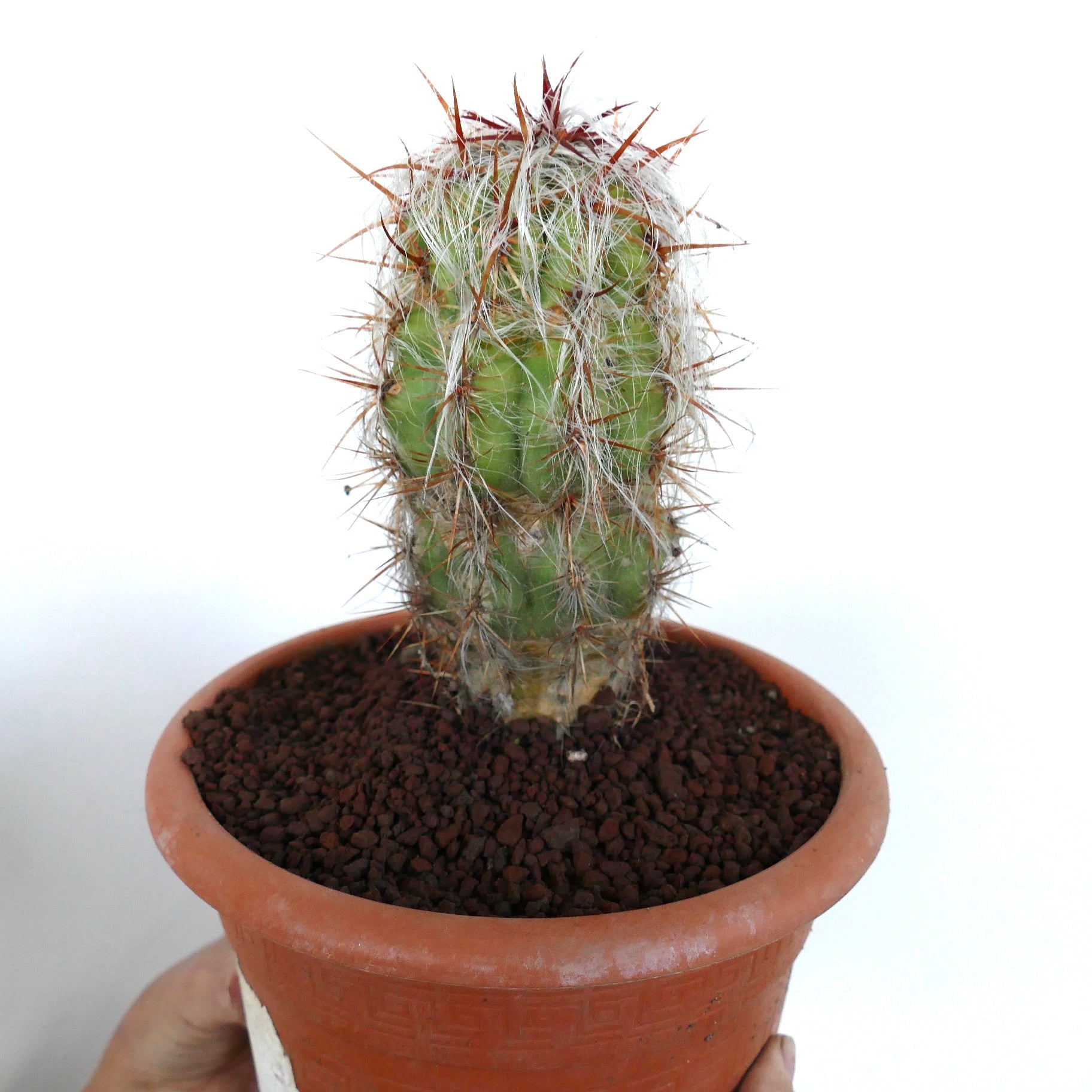 Oreocereus celsianus cactus with dense white hair and long reddish spines in terracotta pot