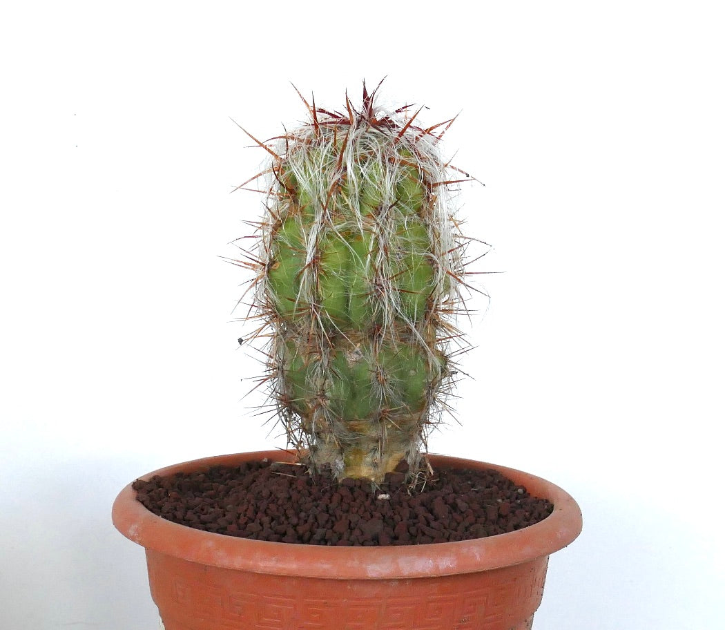 Oreocereus celsianus succulent cactus with dense white hairs and long reddish spines in terracotta pot