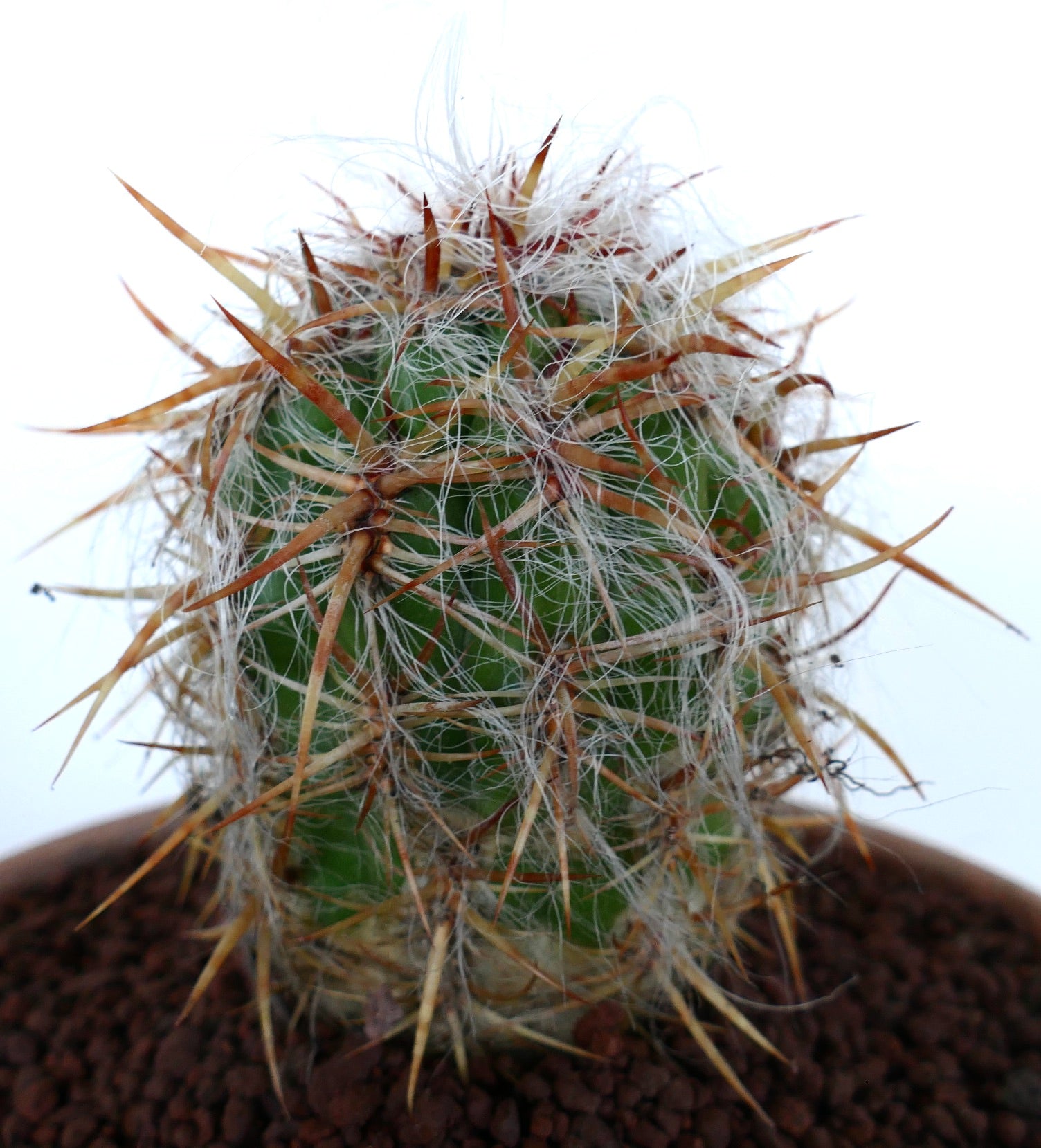 Oreocereus celsianus succulent cactus with dense white hairs and long brown spines