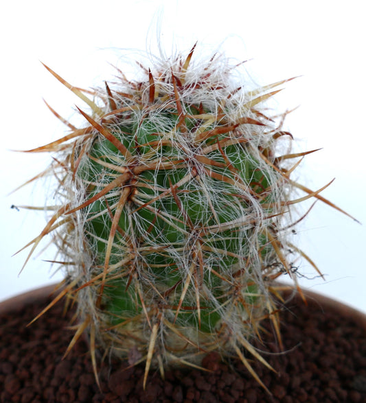 Oreocereus celsianus succulent cactus with dense white hairs and long brown spines