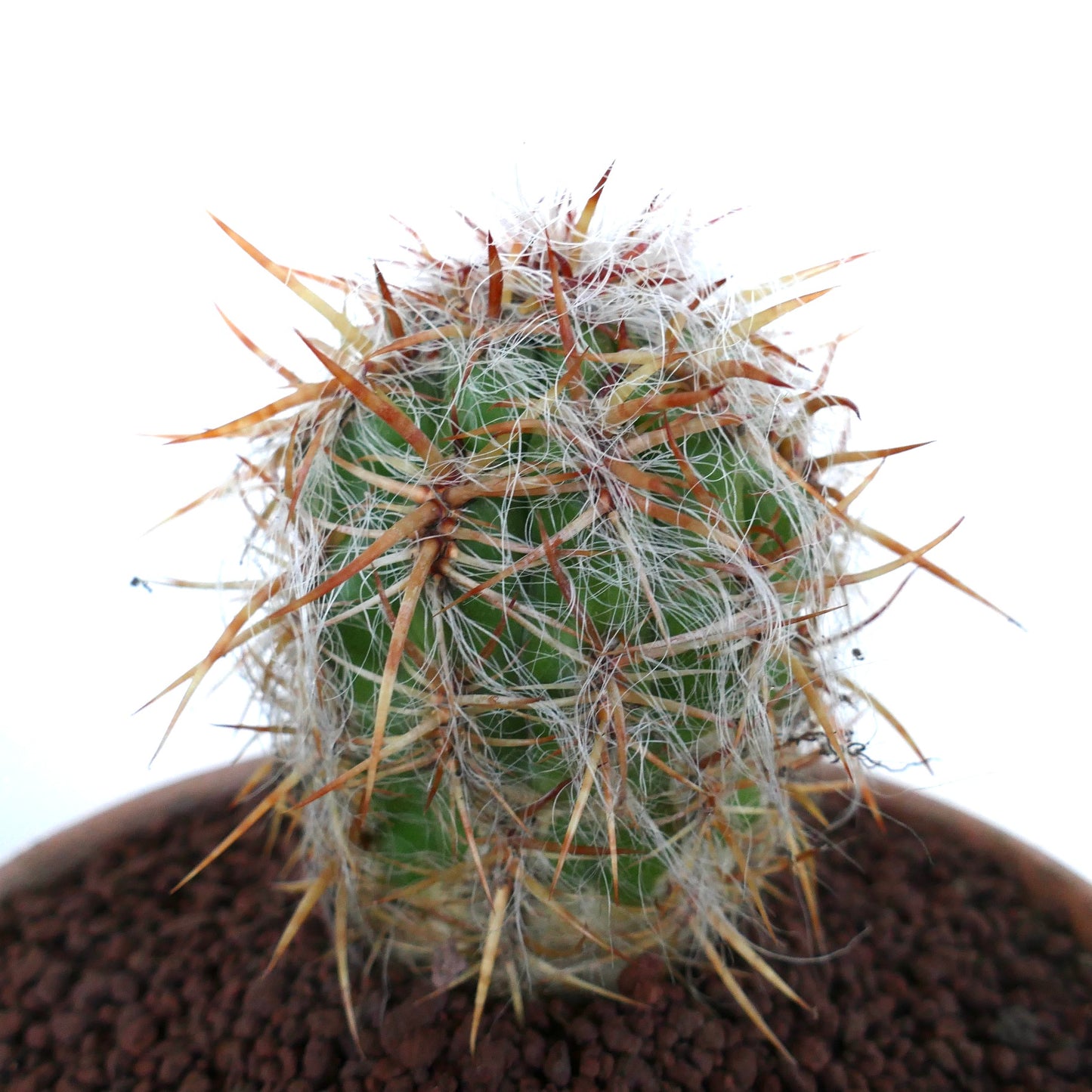 Oreocereus celsianus cactus with dense white wool and long reddish spines in pot
