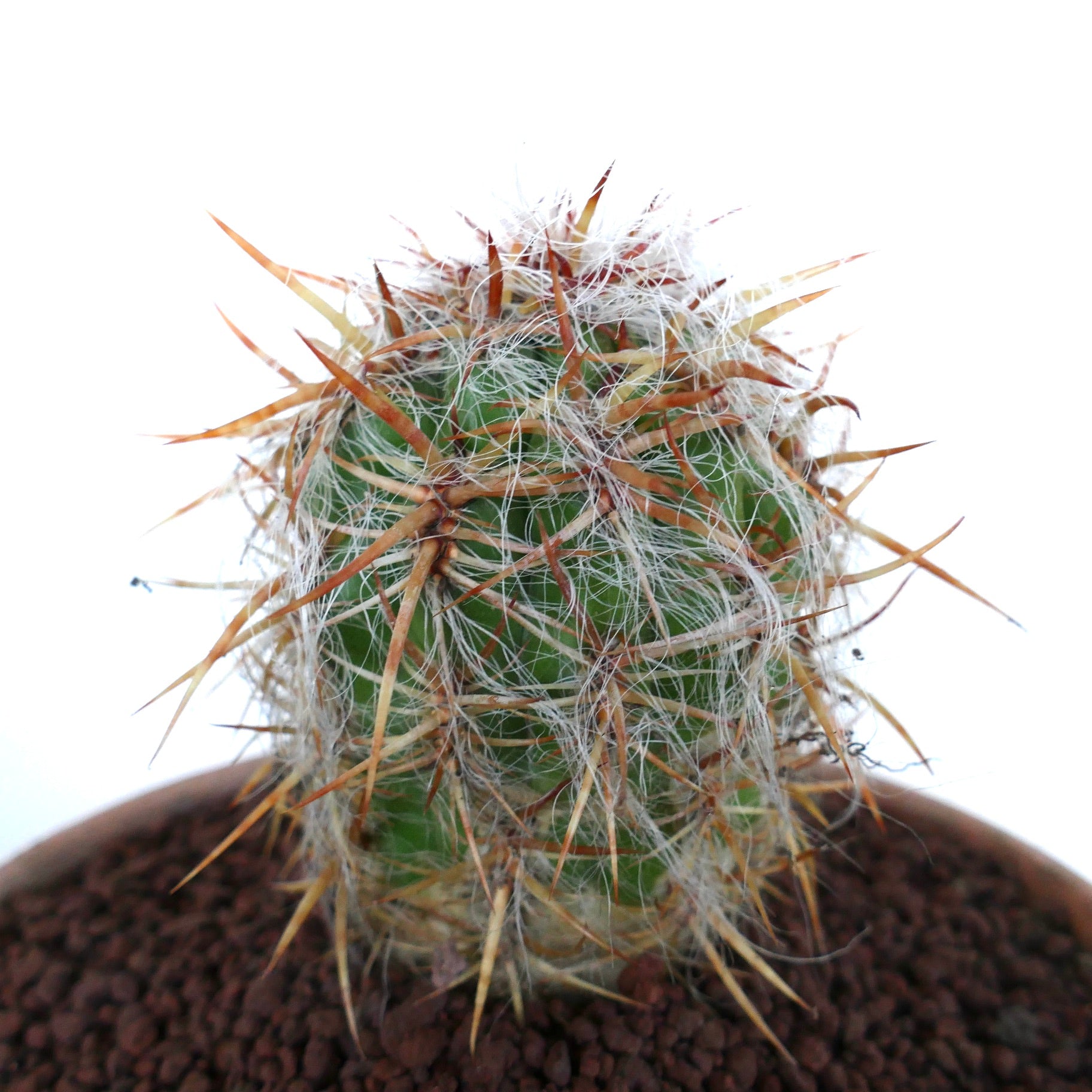 Oreocereus celsianus cactus with dense white wool and long reddish spines in pot