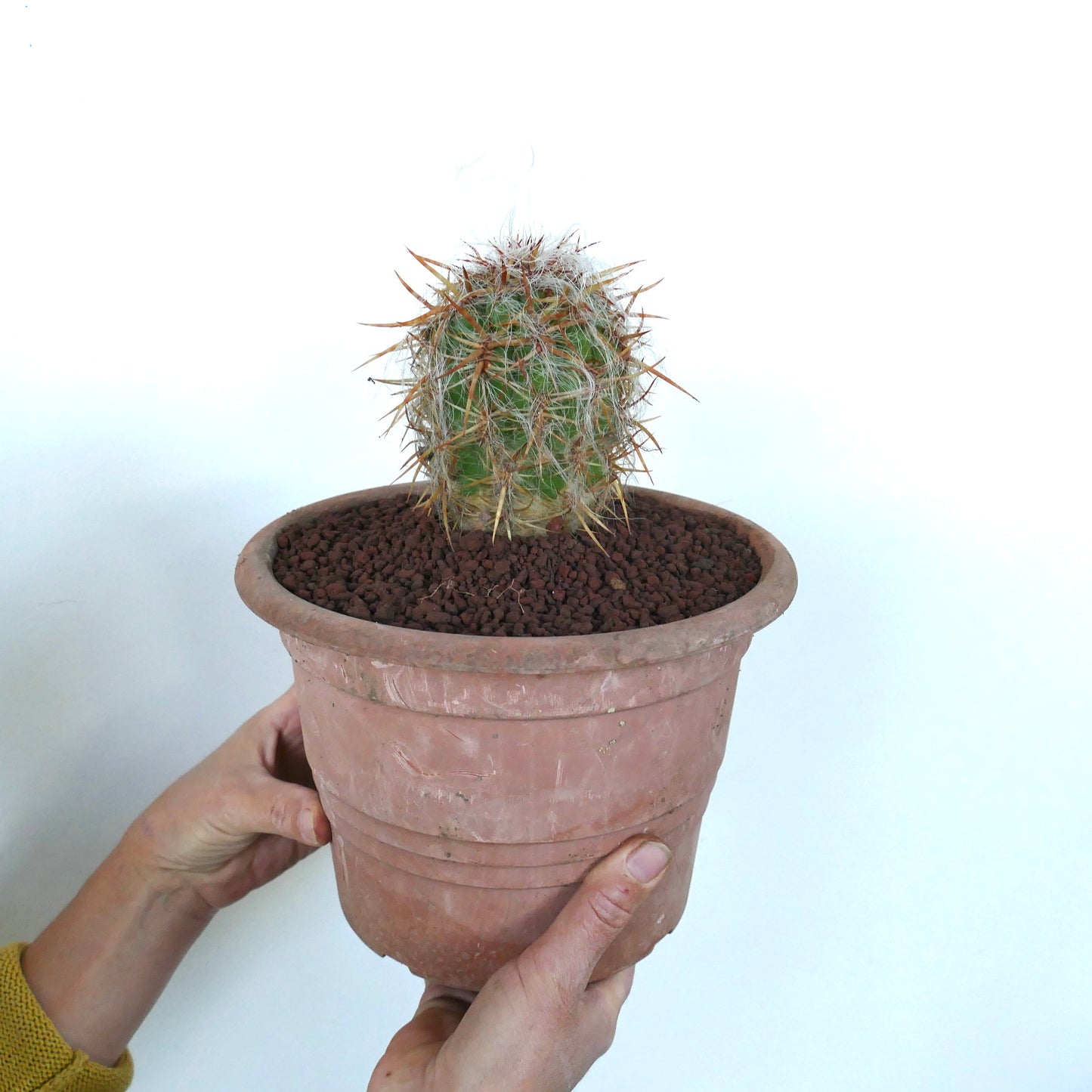 Oreocereus celsianus small cactus with dense white wool and long brown spines in terracotta pot