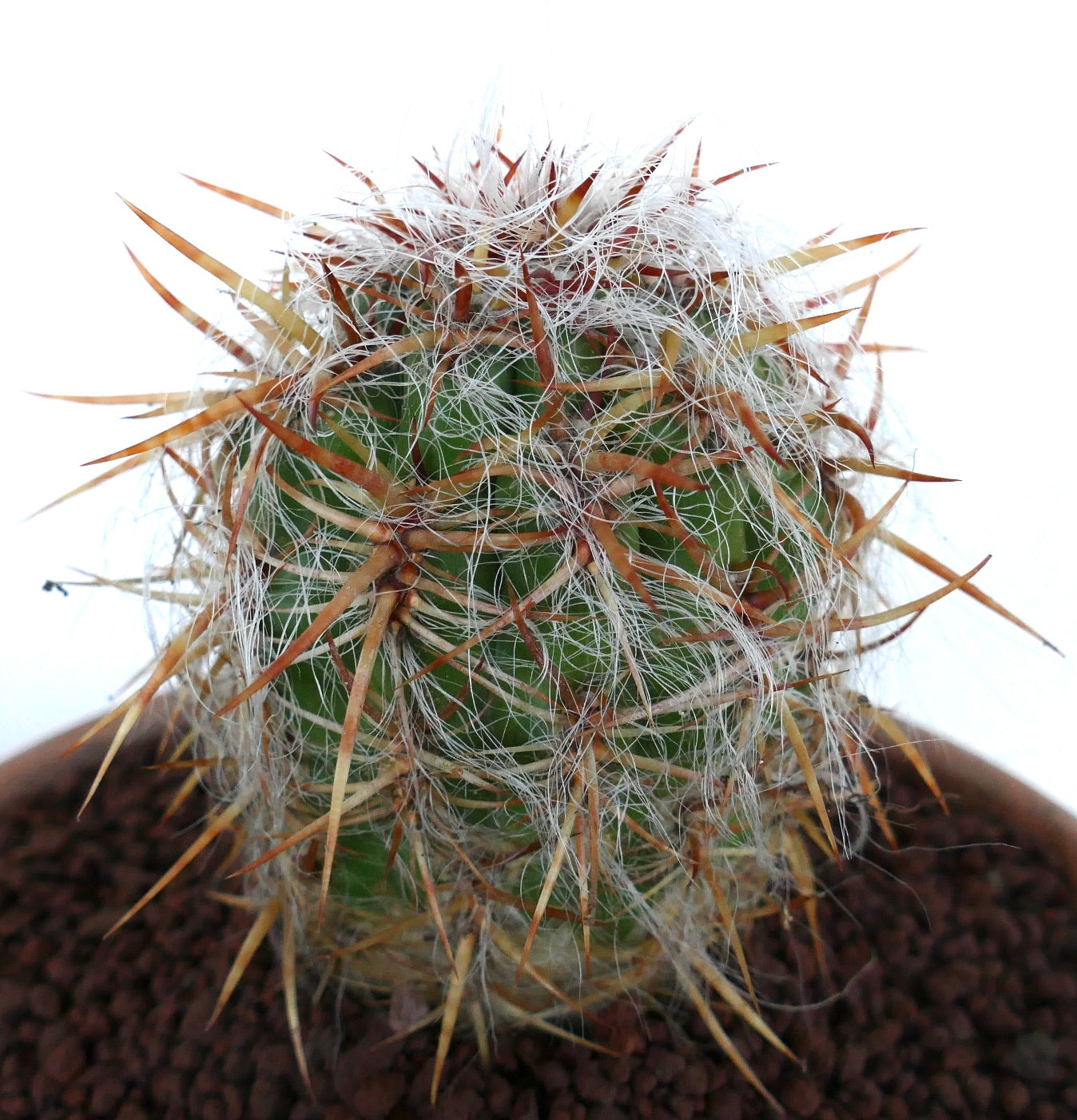 Oreocereus celsianus cactus with dense white hairs and long reddish spines in pot