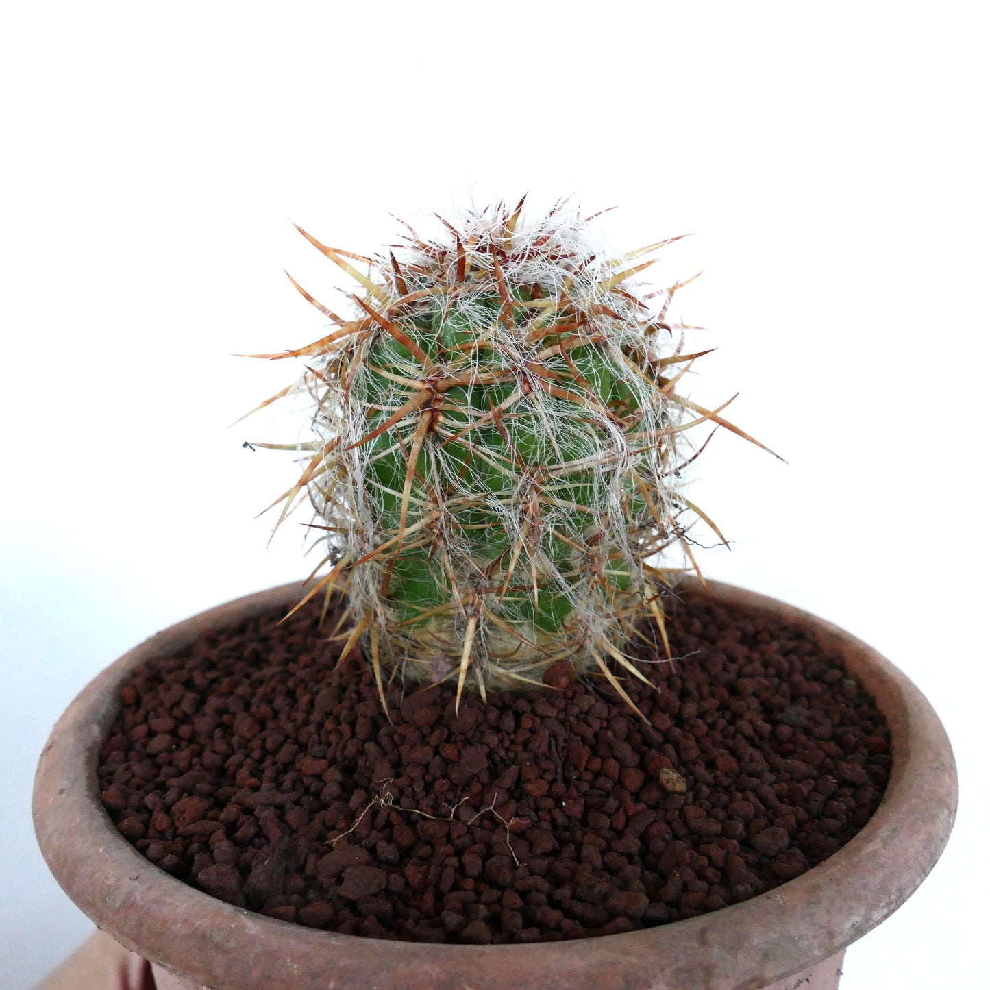 Oreocereus celsianus cactus with dense white wool and long reddish spines in terracotta pot