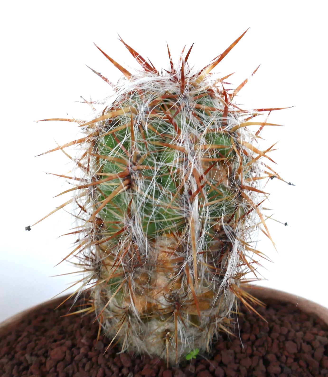 Oreocereus celsianus cactus with dense white wool and long reddish spines in pot
