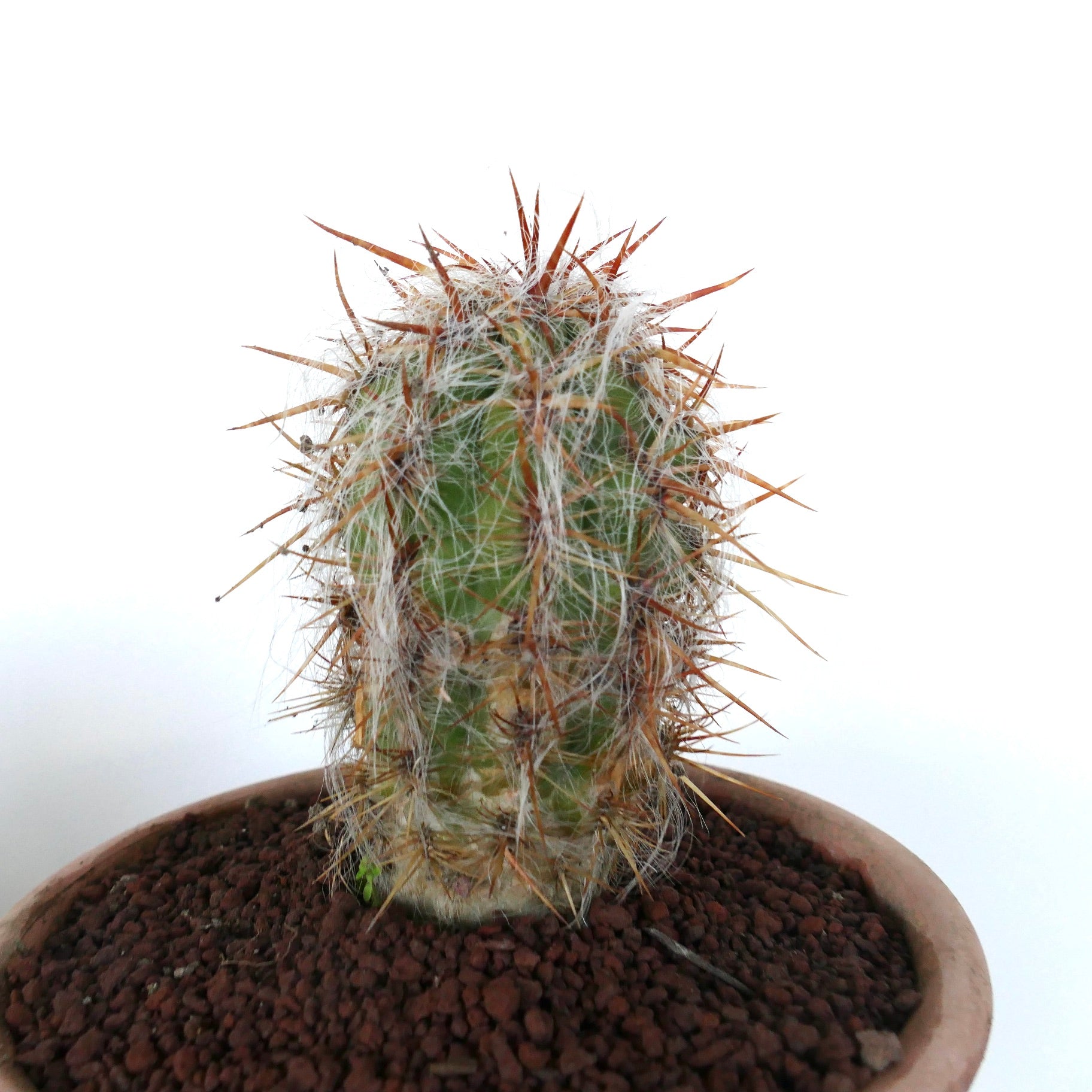 Oreocereus celsianus succulent cactus with dense white hairs and long reddish spines in pot