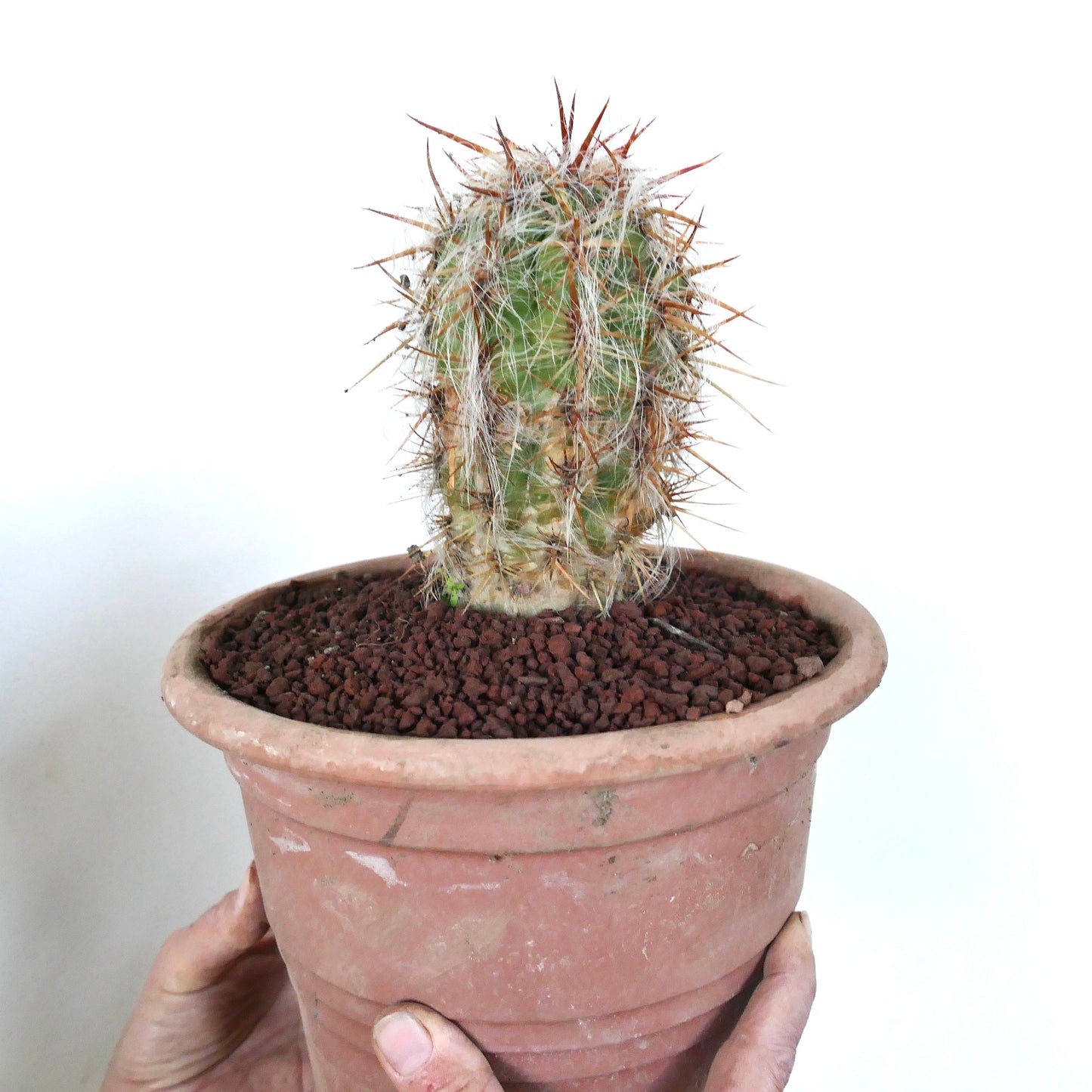 Oreocereus celsianus small cactus with dense white hairs and long reddish spines in terracotta pot