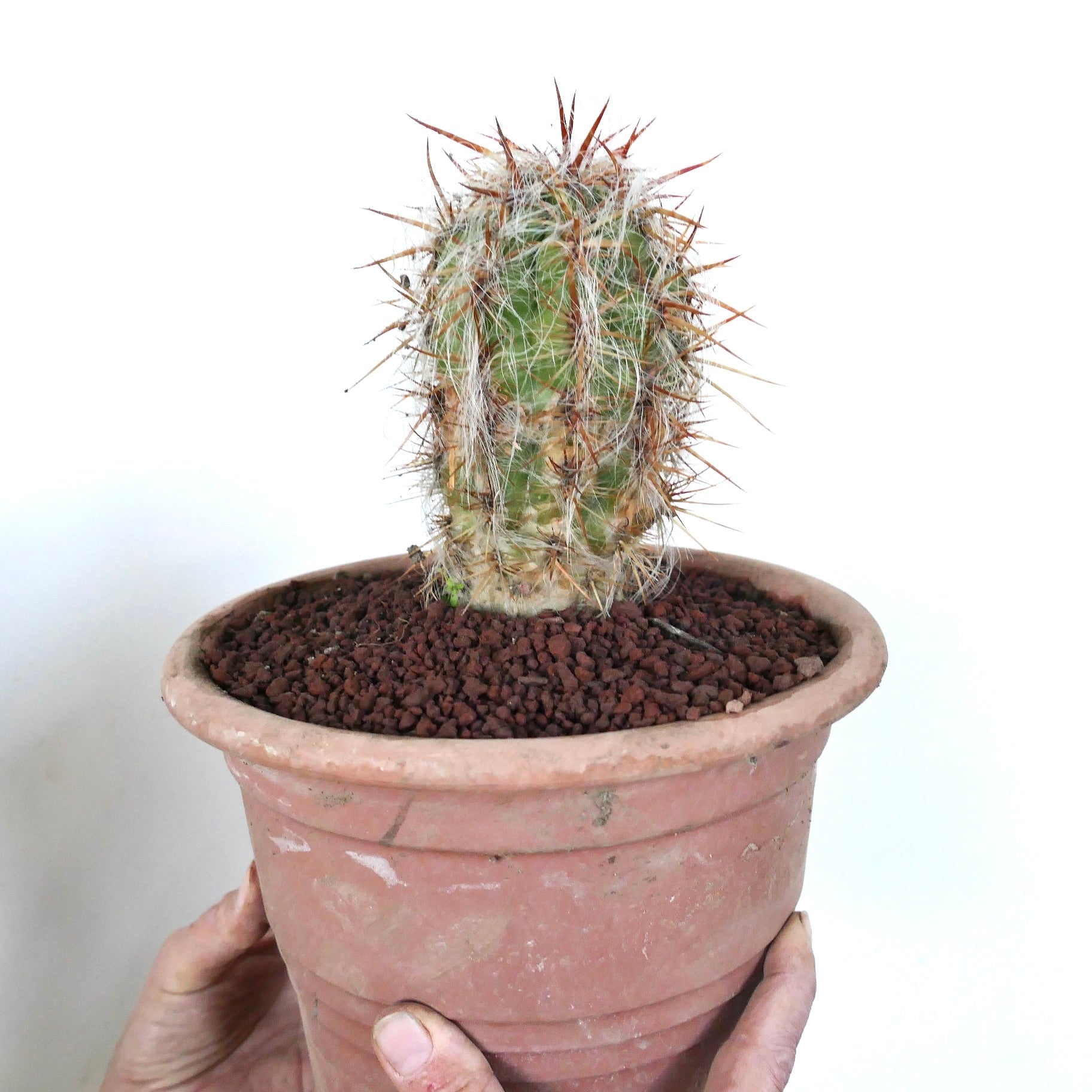 Oreocereus celsianus small cactus with dense white hairs and long reddish spines in terracotta pot