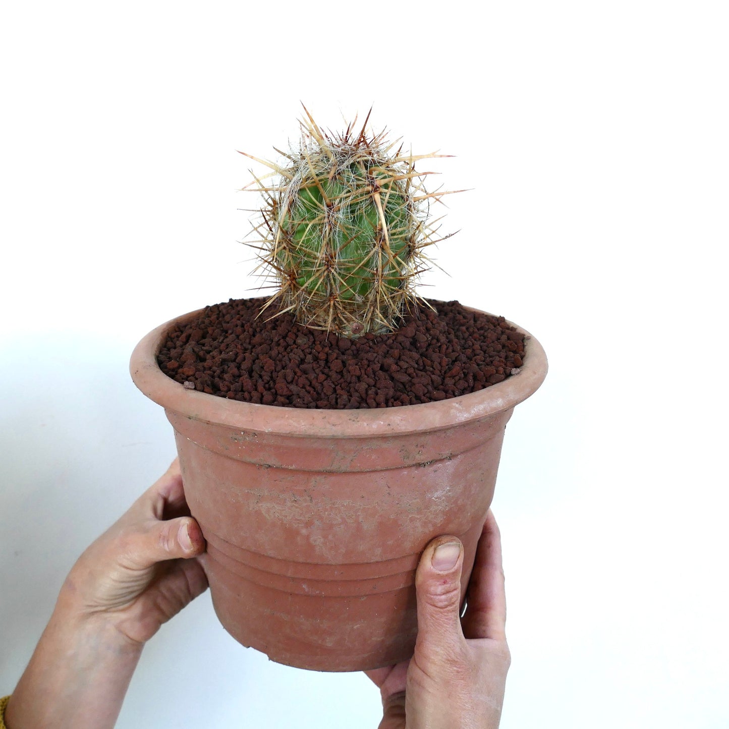 Oreocereus celsianus small green cactus with dense long yellowish spines in terracotta pot