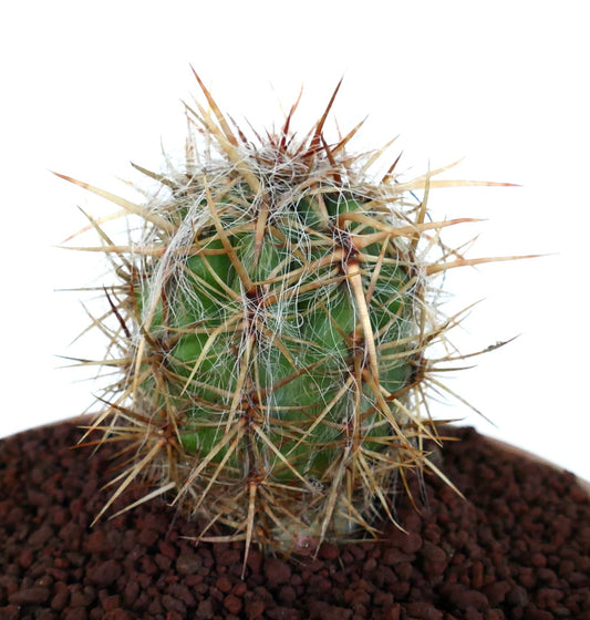 Oreocereus celsianus small cactus with dense long yellowish spines and white hair-like fibers