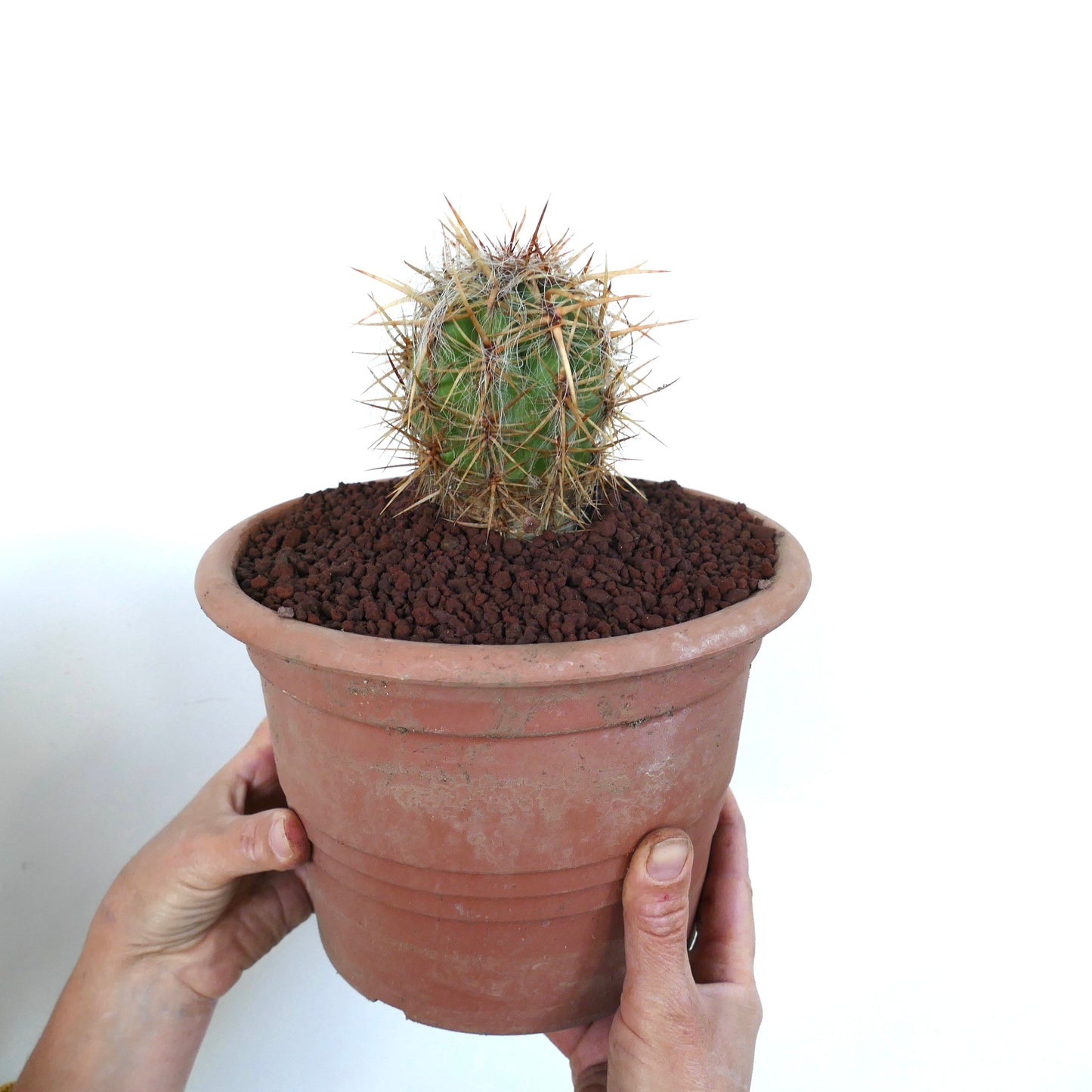 Oreocereus celsianus small green cactus with long spines in terracotta pot