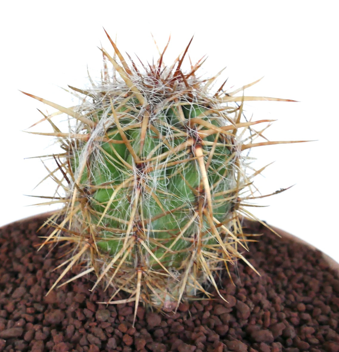 Oreocereus celsianus small green cactus with long yellow spines and white hairs succulent specimen