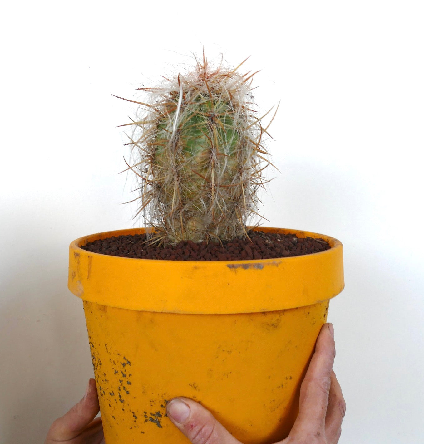 Oreocereus celsianus succulent cactus with dense white wool and long brown spines in pot