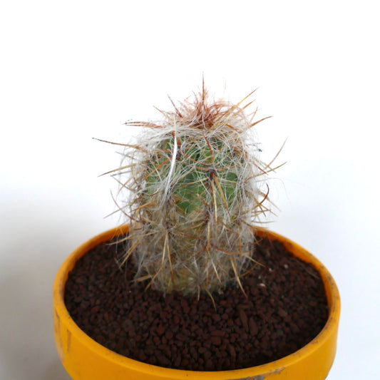 Oreocereus celsianus small cactus with dense white hair and long brown spines in yellow pot