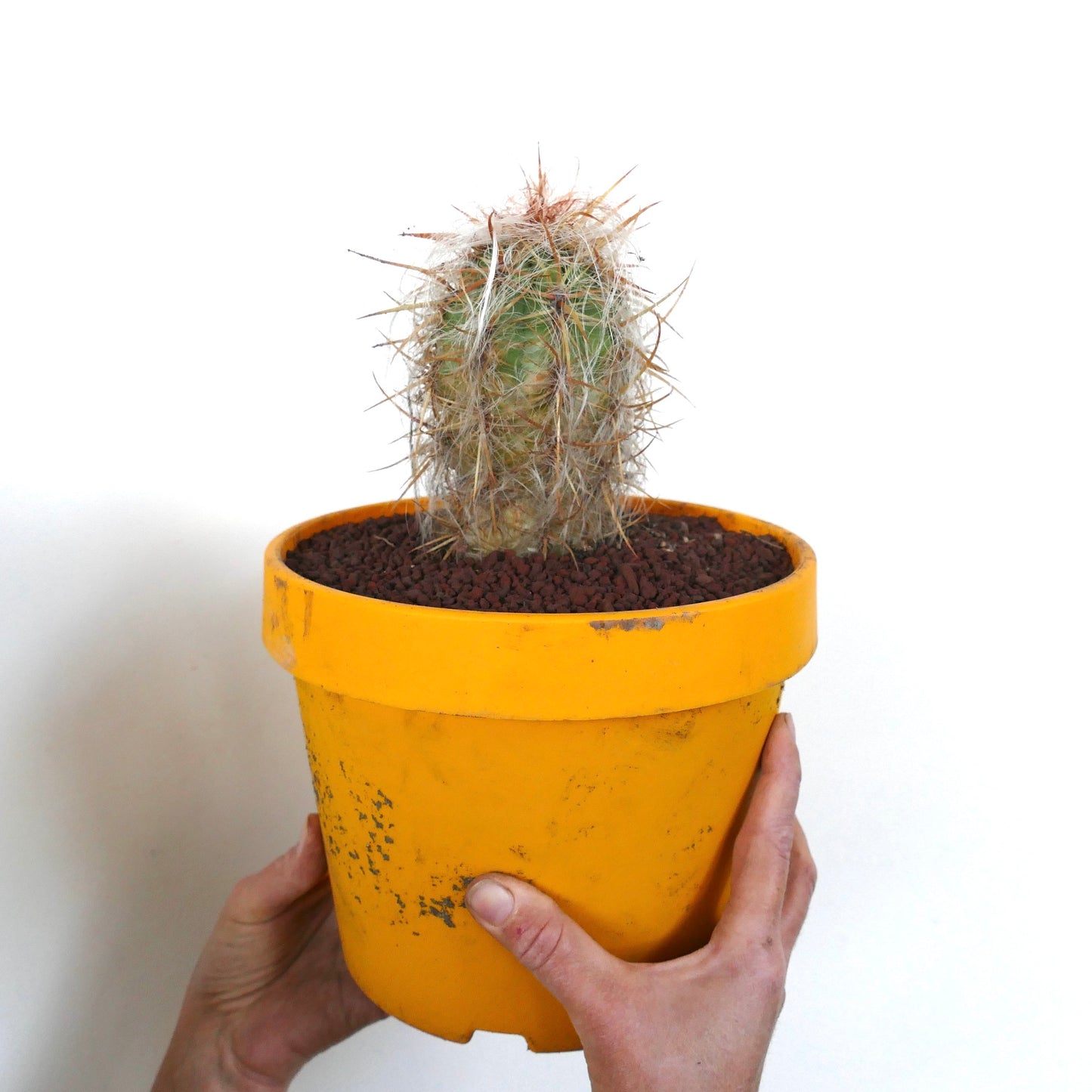 Oreocereus celsianus small cactus with dense white hairs and long brown spines in yellow pot