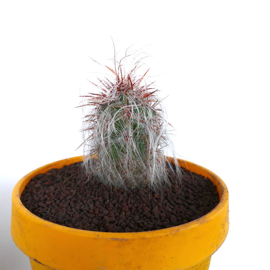 Oreocereus celsianus small succulent cactus with long white hairs and red spines in yellow pot