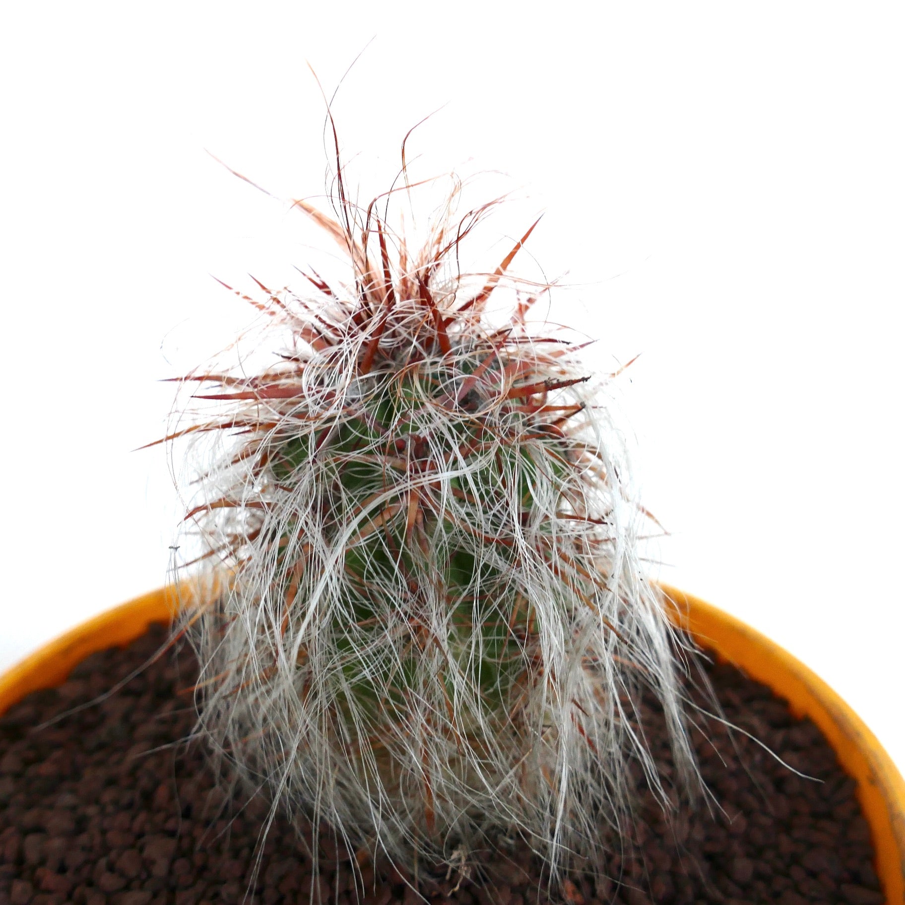 Oreocereus celsianus succulent cactus with dense white hairs and prominent red spines in pot
